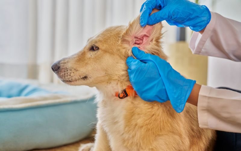 🐶 Como Limpar o Ouvido do Cachorro: Guia Seguro para Evitar Infecções e Mau Cheiro