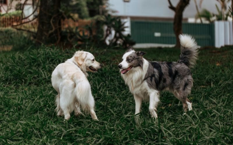 👉Saúde do Cachorro: Guia Completo para Manter Seu Pet Saudável, Prevenir Doenças e Aumentar a Longevidade