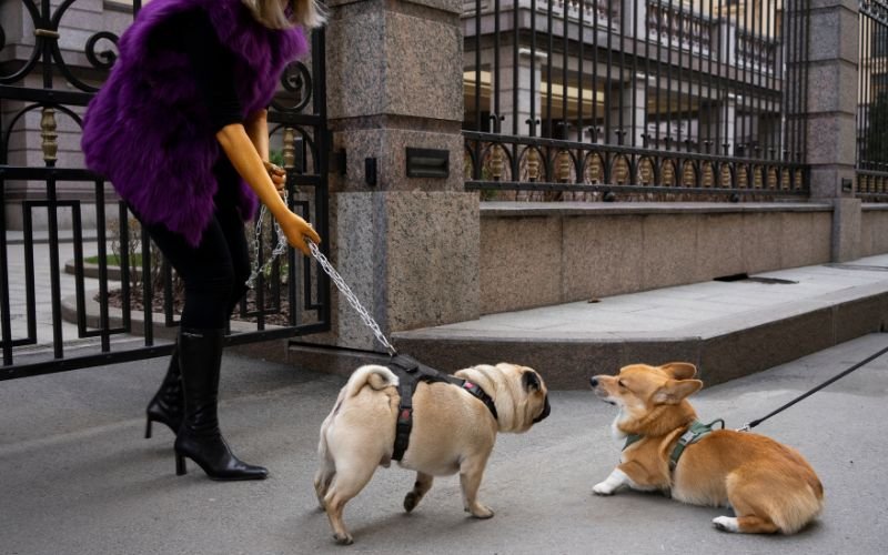 🐾Melhores Raças de Cachorro para Apartamento: 6 Opções Calmas e Adaptáveis