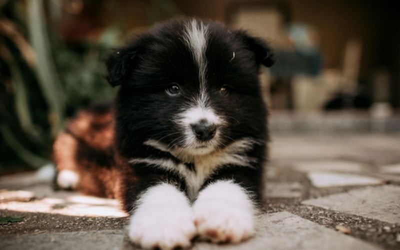 🐾Raças de Cachorro Mais Fáceis de Adestrar: 5 Opções Ideais para Iniciantes