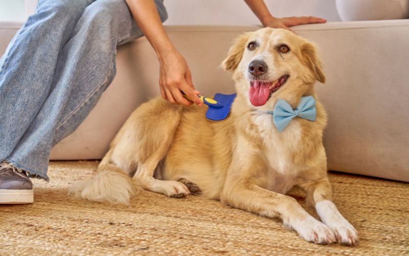 🐶 Melhores Escovas para Cachorro (Top 5): Descubra as Opções Ideais para Reduzir Pelos e Manter a Pelagem Saudável