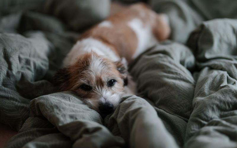 Cantinho do Conforto: Criando o Espaço Ideal para o Descanso e Lazer do Seu Pet