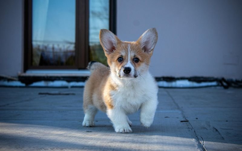🐾 Raças de Cachorro Pequeno: 8 Opções Perfeitas para Casas e Apartamentos