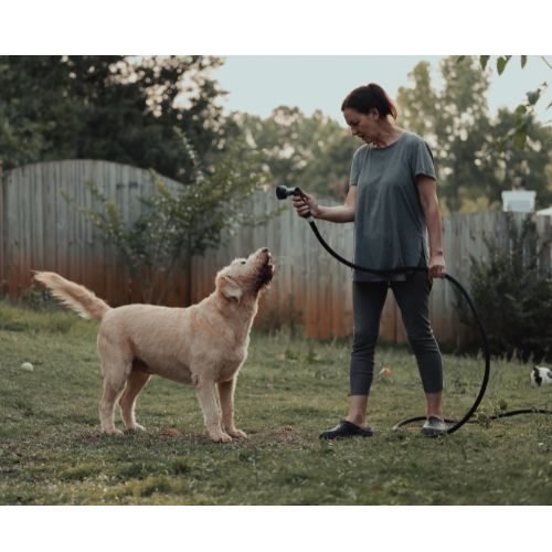 Como Acabar com Pulgas em Casa: Guia Completo para Eliminar Infestações de Forma Definitiva