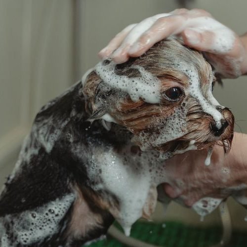 🐶 Cuidados e Higiene Canina: Guia Completo para Manter Seu Cachorro Limpo, Saudável e Livre de Doenças