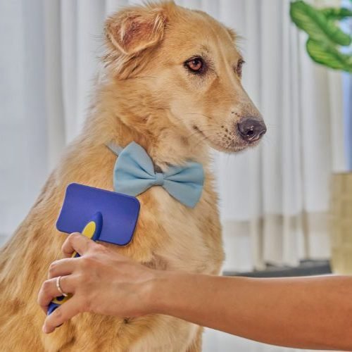 🐶 Escovação de Cachorro: Como Fazer da Forma Correta e Evitar Queda Excessiva de Pelos