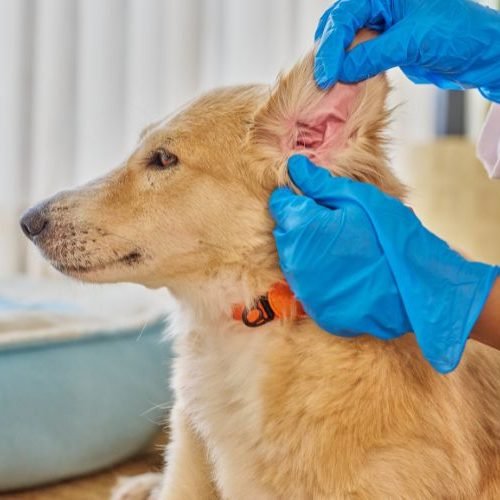 🐶 Como Limpar o Ouvido do Cachorro: Guia Seguro para Evitar Infecções e Mau Cheiro