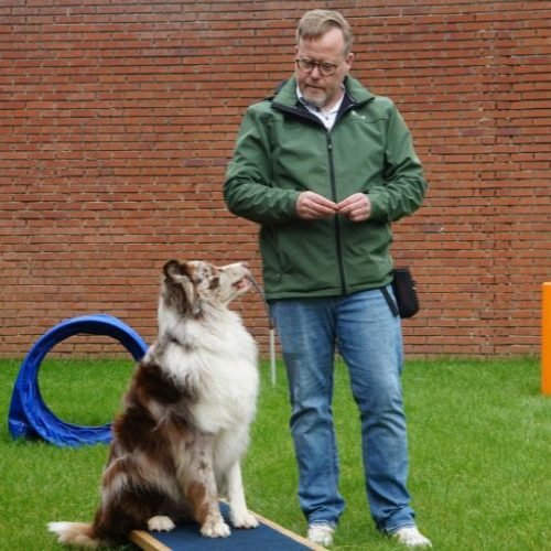 Adestramento de Cachorros: Guia Completo para Educar Seu Pet com Técnicas Eficazes