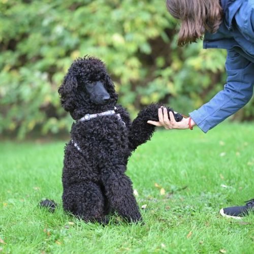 Comandos Básicos para Cães: Guia Completo com Passo a Passo para Treinamento Eficiente