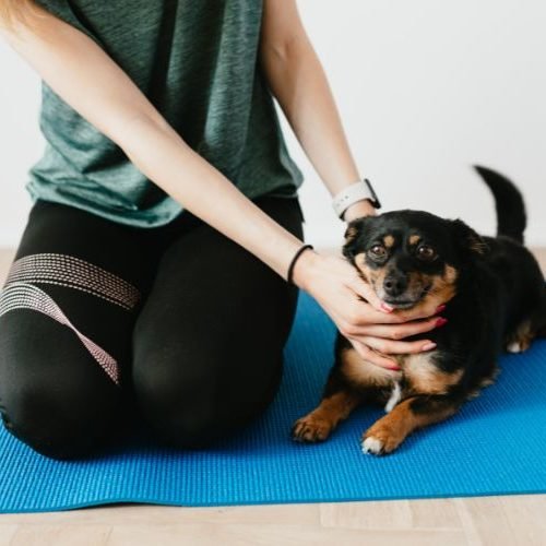 Como Adestrar um Cachorro Filhote: Guia Completo com Passo a Passo para Iniciantes