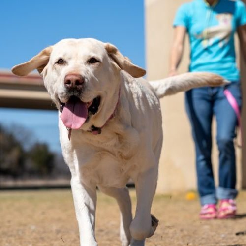 Como Corrigir Comportamentos Indesejados em Cães: Guia Completo com Técnicas Eficazes