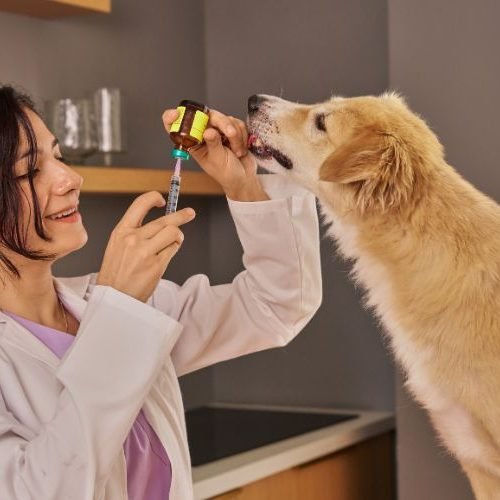 Melhores Remédios para Pulgas e Carrapatos em Pets: Guia Completo e Atualizado