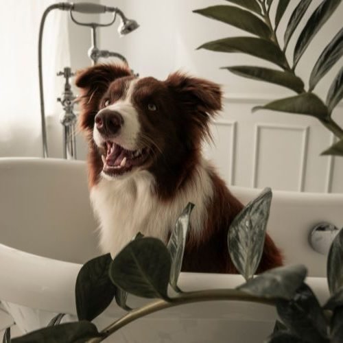 🐶 Como Dar Banho em Cachorro: Passo a Passo Completo para um Banho Seguro e Eficiente