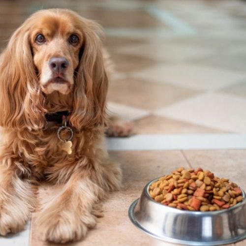Melhor Ração para Cachorro: Como Escolher a Ideal para Cada Idade e Porte