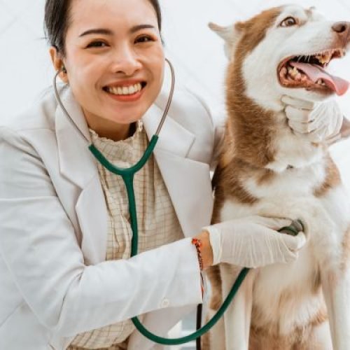 Doenças Transmitidas por Carrapatos em Cães: Sintomas, Tratamento e Prevenção Completa