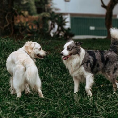🐾Raças de Cachorro Grande: 6 Opções Ideais para Quem Tem Espaço e Busca Companhia Fiel