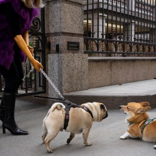 🐾Melhores Raças de Cachorro para Apartamento: 6 Opções Calmas e Adaptáveis