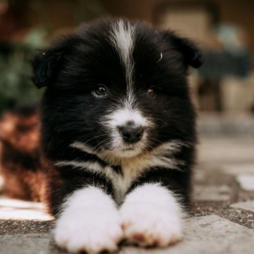 🐾Raças de Cachorro Mais Fáceis de Adestrar: 5 Opções Ideais para Iniciantes