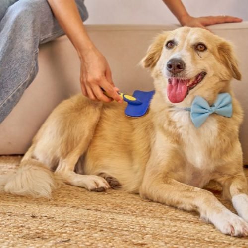 🐶 Melhores Escovas para Cachorro (Top 5): Descubra as Opções Ideais para Reduzir Pelos e Manter a Pelagem Saudável