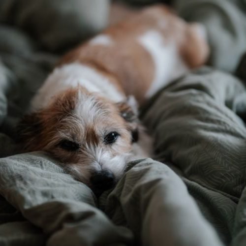 Cantinho do Conforto: Criando o Espaço Ideal para o Descanso e Lazer do Seu Pet