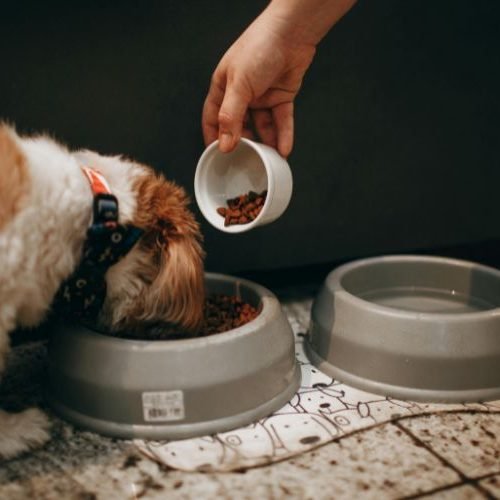 🐶 🍼 Melhor Ração para Filhotes (Top 7): Descubra as Opções que Ajudam Seu Cachorro a Crescer Forte e Saudável