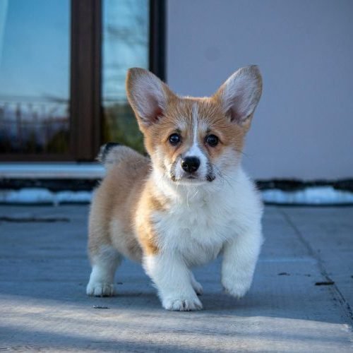 🐾 Raças de Cachorro Pequeno: 8 Opções Perfeitas para Casas e Apartamentos